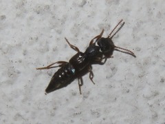 Rugilus rufipes