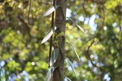 Vanilla planifolia