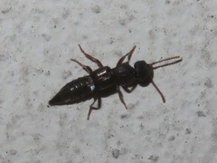 Rugilus rufipes