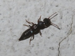 Rugilus rufipes