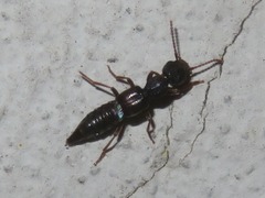 Rugilus rufipes