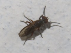 Pherbellia cinerella