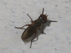 Pherbellia cinerella