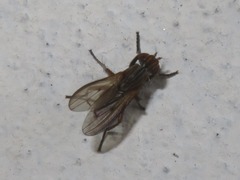 Pherbellia cinerella