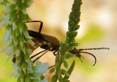 Chauliognathus discus discus