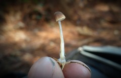 Mycena clavicularis