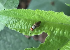 Tetanops
