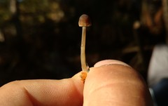 Mycena clavicularis