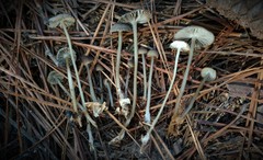 Mycena clavicularis