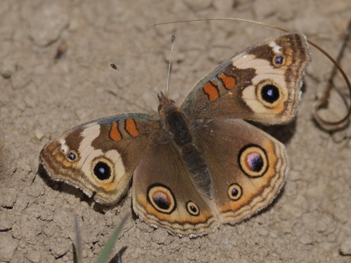 iNaturalist observation photo of Gray Buckeye