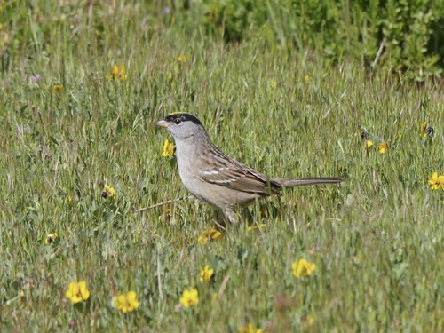 iNaturalist observation photo of Golden-crowned Sparrow