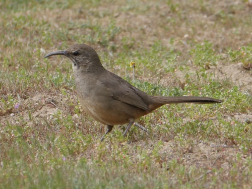 iNaturalist observation photo of California Thrasher