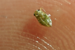 Micronecta