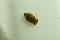 Micronecta