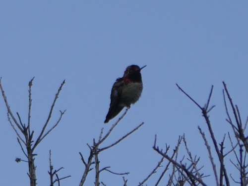 iNaturalist observation photo of Anna's Hummingbird