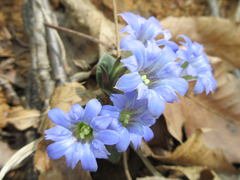 Gentiana zollingeri