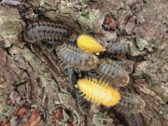 Cerogria janthinipennis