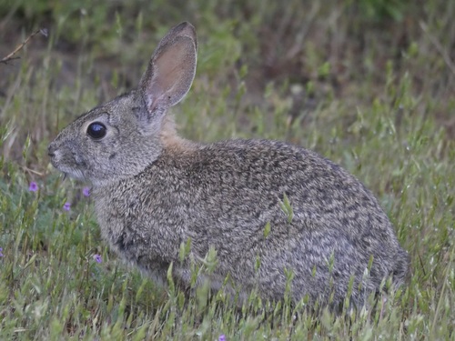 iNaturalist observation photo of Brush Rabbit