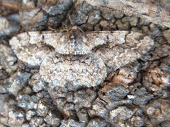 Satoblephara parvularia