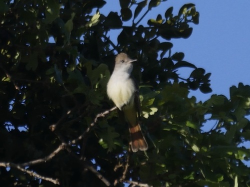 iNaturalist observation photo of Ash-throated Flycatcher