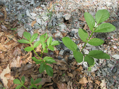 Dictamnus dasycarpus