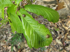Quercus aliena