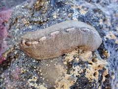Cryptoplax striata