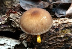 Pluteus austrofulvus