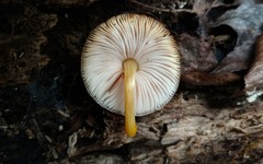 Pluteus austrofulvus