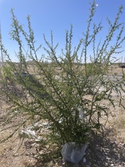 Vachellia vernicosa