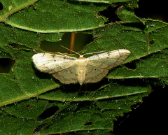 Idaea politaria