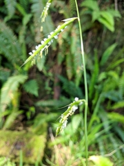 Pleuropogon refractus