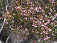 Erica globiceps consors