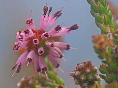 Erica globiceps consors