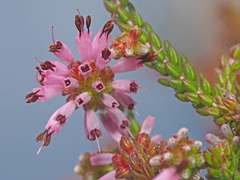 Erica globiceps consors