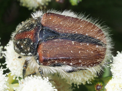 Trichostetha capensis hottentotta