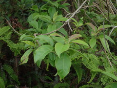 Ehretia longiflora