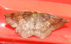 Metarranthis angularia