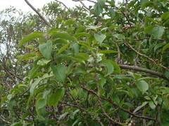Ehretia longiflora