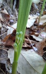 Convallaria keiskei