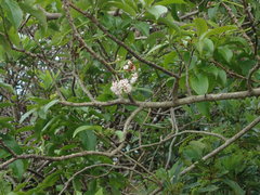 Ehretia longiflora