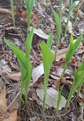 Convallaria keiskei