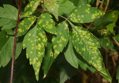 Puccinia arechavaletae