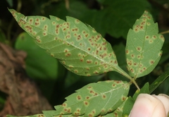Puccinia arechavaletae