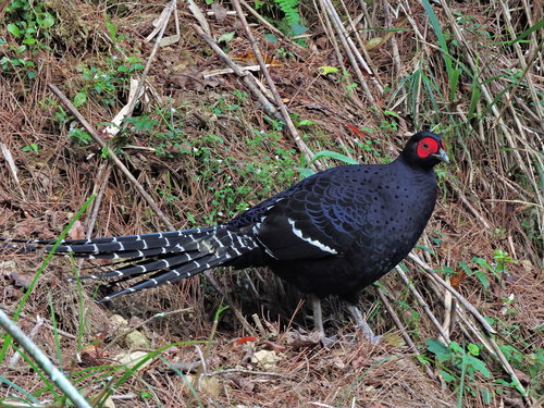 Mikado Pheasant