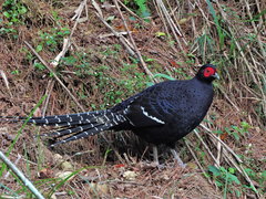 Mikado Pheasant photo 3