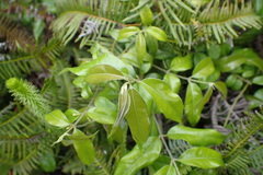 Coptosapelta diffusa