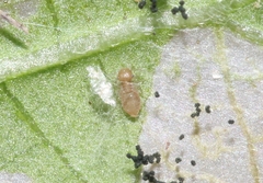 Archipsocus nomas