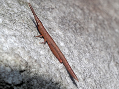 Betiscoides