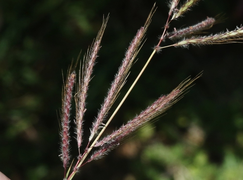 Dichanthium annulatum var. papillosum